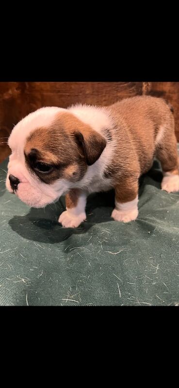 English Bulldog puppies for sale in Bridgwater, Somerset – 4 weeks old