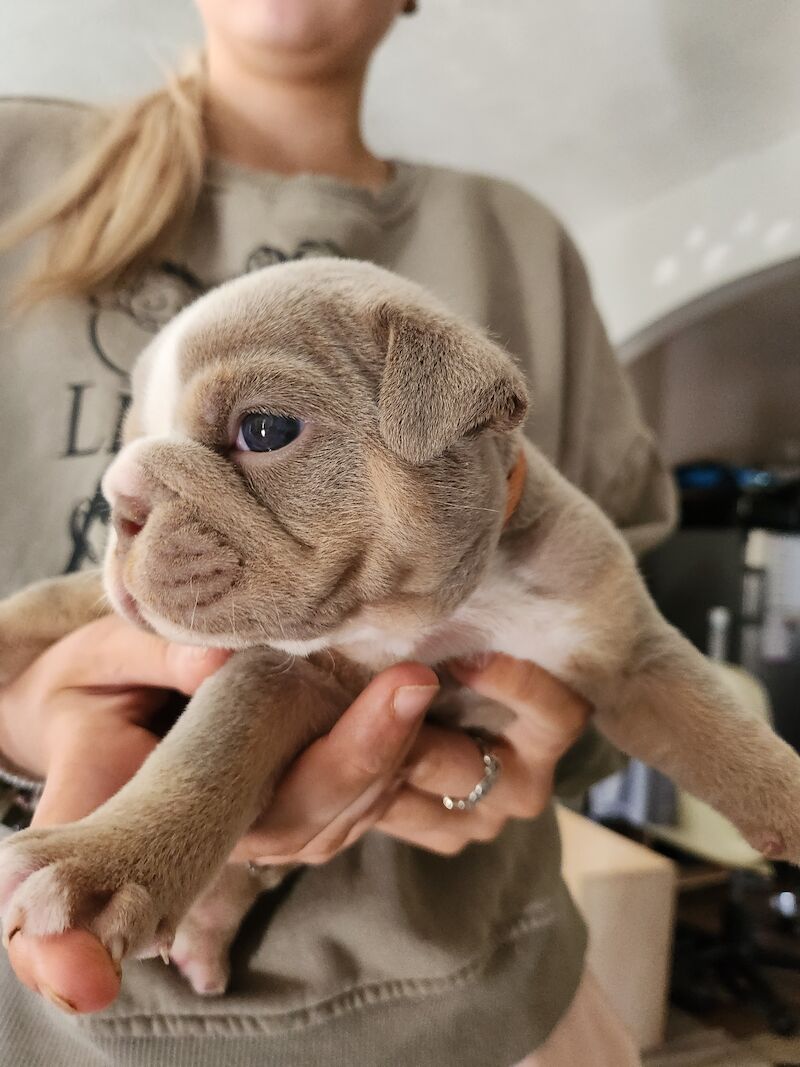 Purple lilac english bulldog puppies for sale hotsell