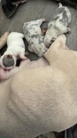 Lilac and tan Merle female french bulldog for sale in Peterlee, County Durham