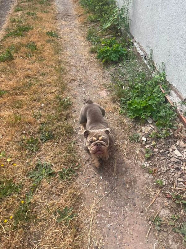English Bulldog Puppies For Sale Under £1,000