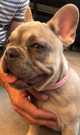 Lilac fawn french bulldog for sale in Crewe, Cheshire