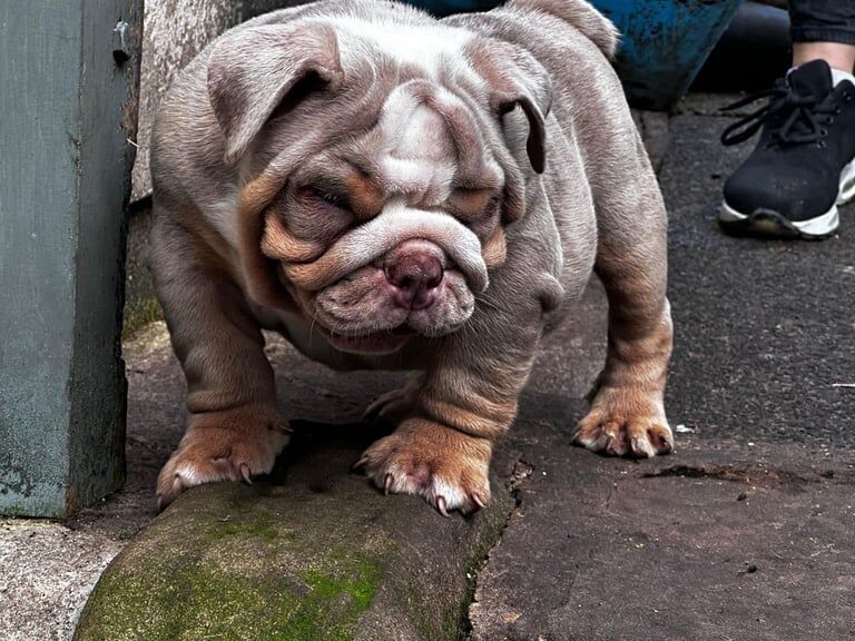 English Bulldog puppies for sale in Stretton, Staffordshire – 4 months old