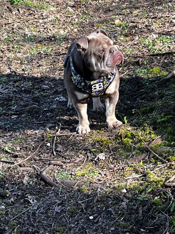 English Bulldog for adoption in Accrington, Lancashire – KC registered, 3 years old