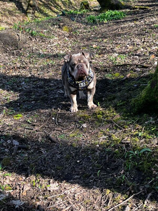 English Bulldog for adoption in Accrington, Lancashire – KC registered, 3 years old - Image 2 of 3