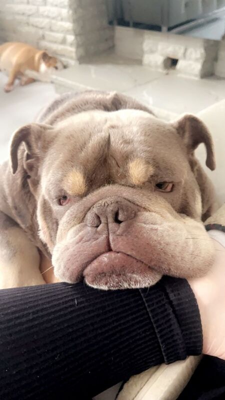 English Bulldog for adoption in Accrington, Lancashire – KC registered, 3 years old - Image 3 of 3