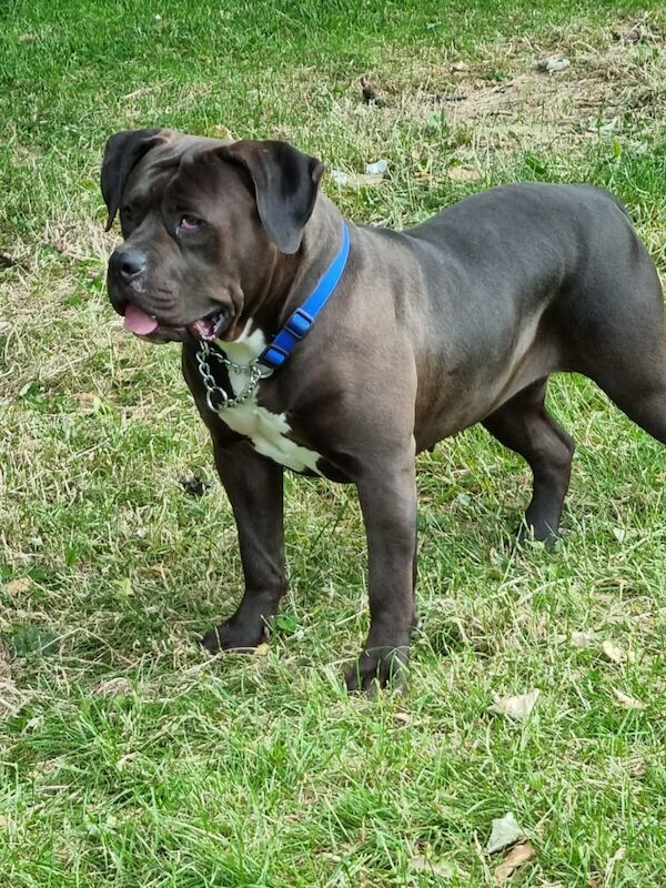 English Bulldog puppies for sale in Huddersfield, West Yorkshire – 4 years old