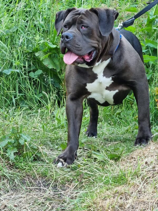English Bulldog puppies for sale in Huddersfield, West Yorkshire – 4 years old - Image 2 of 8