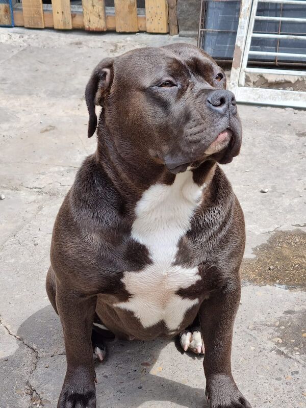 Loving adorable American bulldog for sale in Huddersfield, West Yorkshire | Image 3