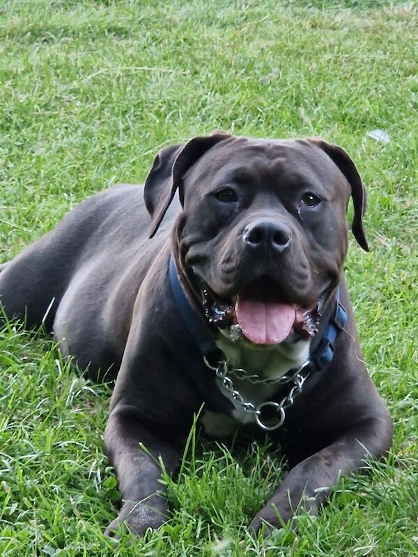 Loving adorable American bulldog for sale in Huddersfield, West Yorkshire | Image 4