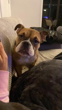 Loving female bulldog in need of loving home for sale in Alwoodley, West Yorkshire