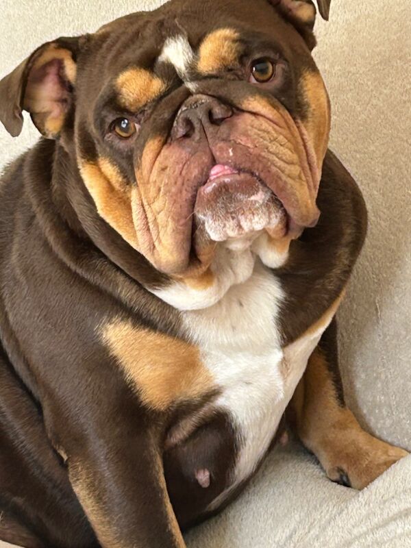 English Bulldog puppies for sale in Shrewsbury, Shropshire – 2 years old