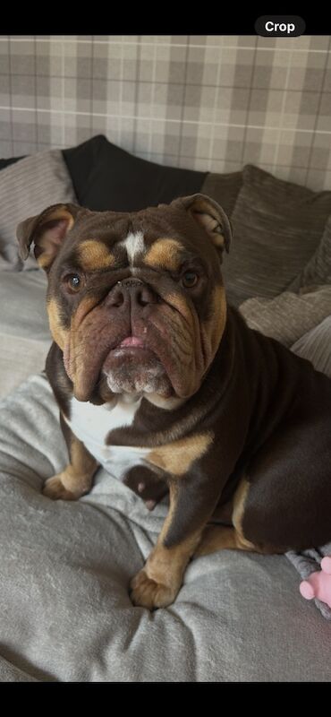 English Bulldog puppies for sale in Shrewsbury, Shropshire – 2 years old - Image 2 of 3