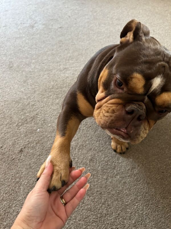 English Bulldog puppies for sale in Shrewsbury, Shropshire – 2 years old - Image 3 of 3