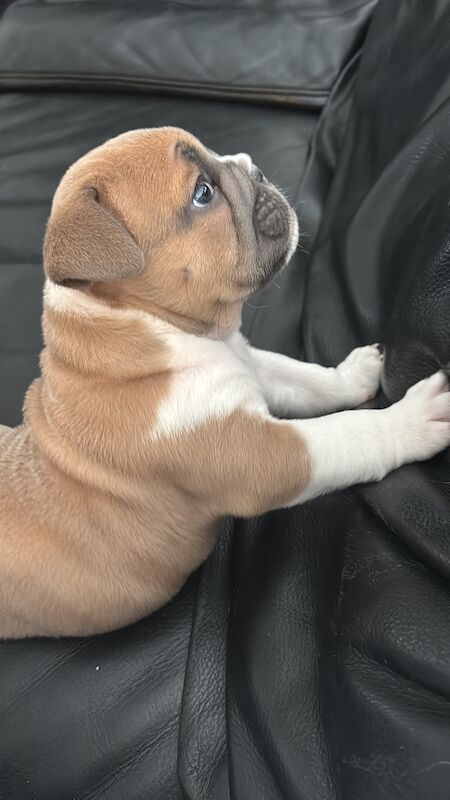 Luna Legacy Solo! for sale in Nottinghamshire