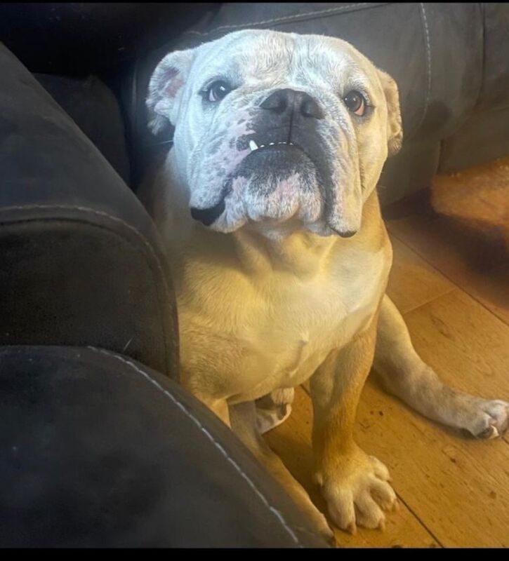 Bulldog Puppies For Sale