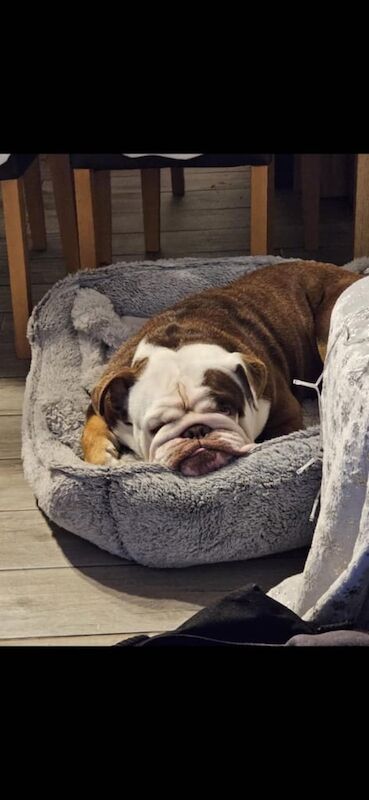 English Bulldog puppies for sale in Maesteg, Mid Glamorgan – KC registered, 3 years old