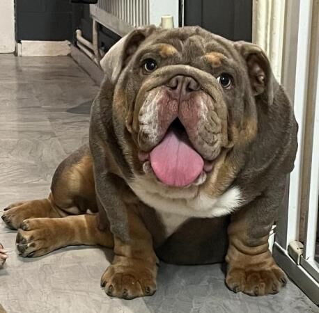 Male British Bulldog Lilac Tri for sale in Manchester, Greater Manchester