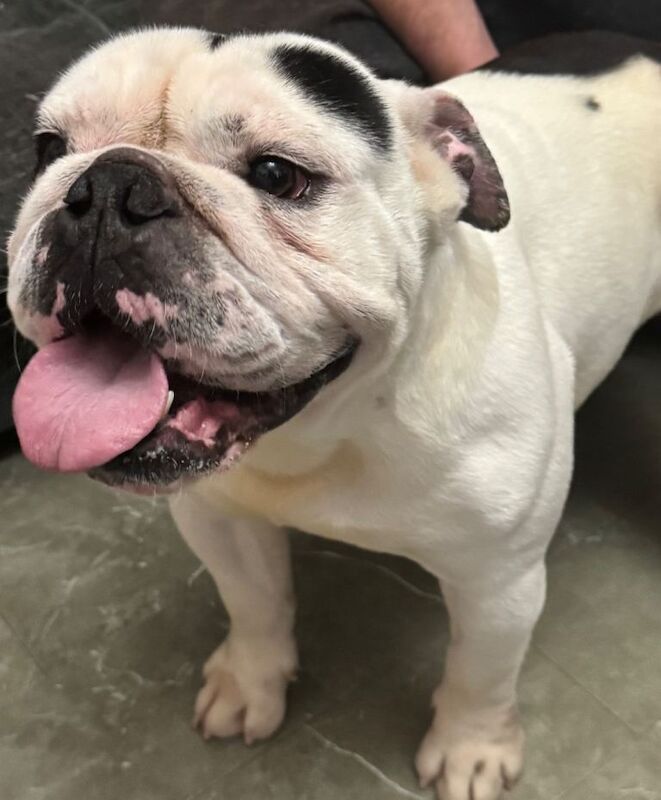 Male English bulldog