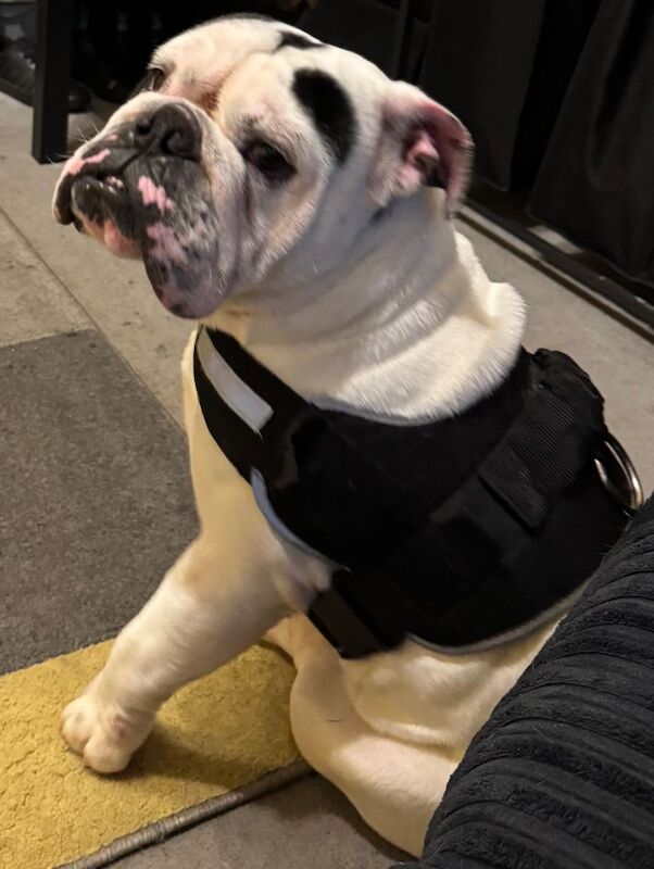 Male English bulldog - Image 2 of 2