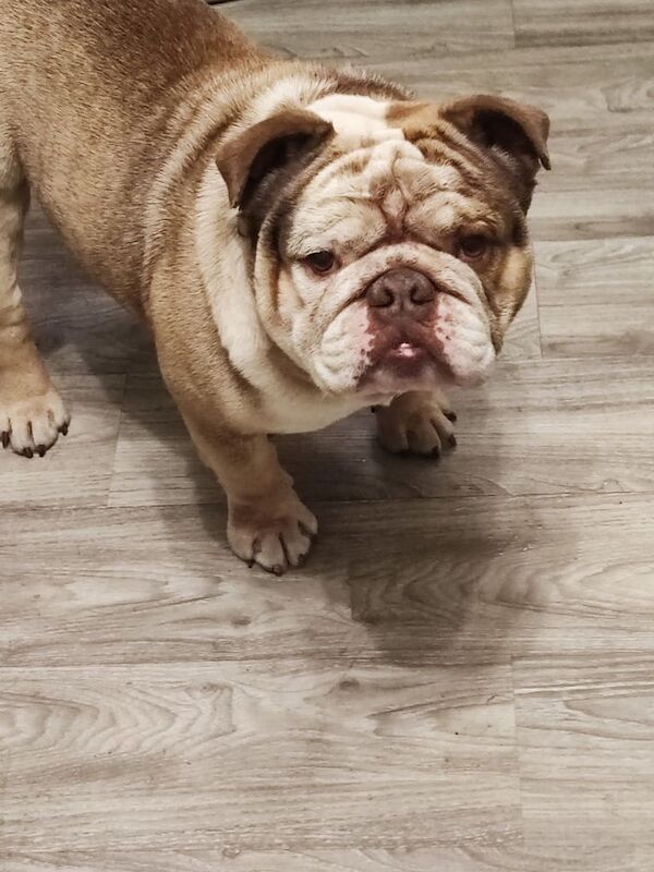 English Bulldog puppies for sale in Kidderminster, Worcestershire – KC registered, 5 years old