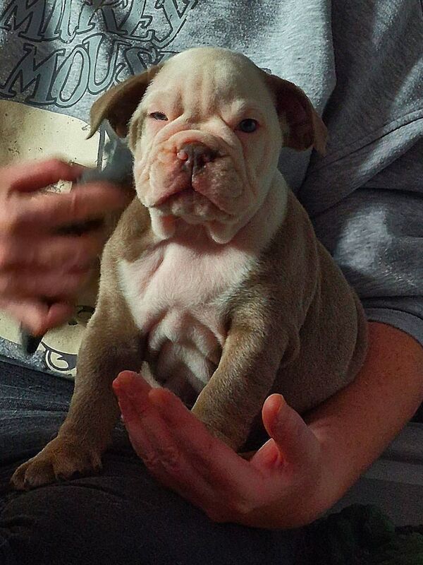 English Bulldog puppies for sale in Blackley, Greater Manchester – 8 weeks old