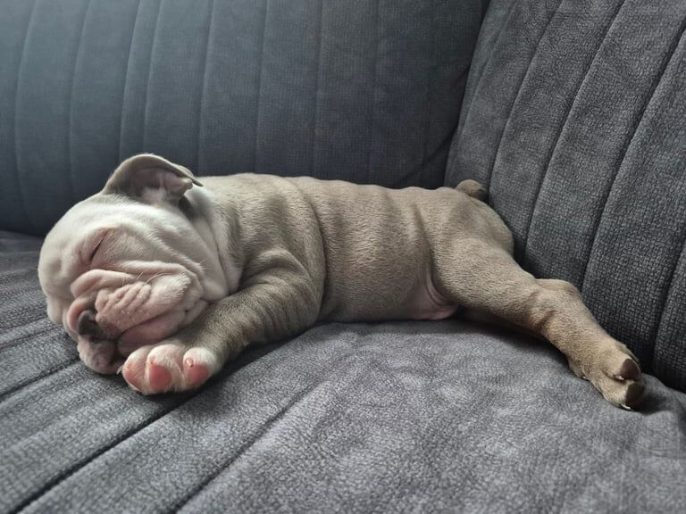 English Bulldog puppies for sale in Blackley, Greater Manchester – 8 weeks old - Image 2 of 3