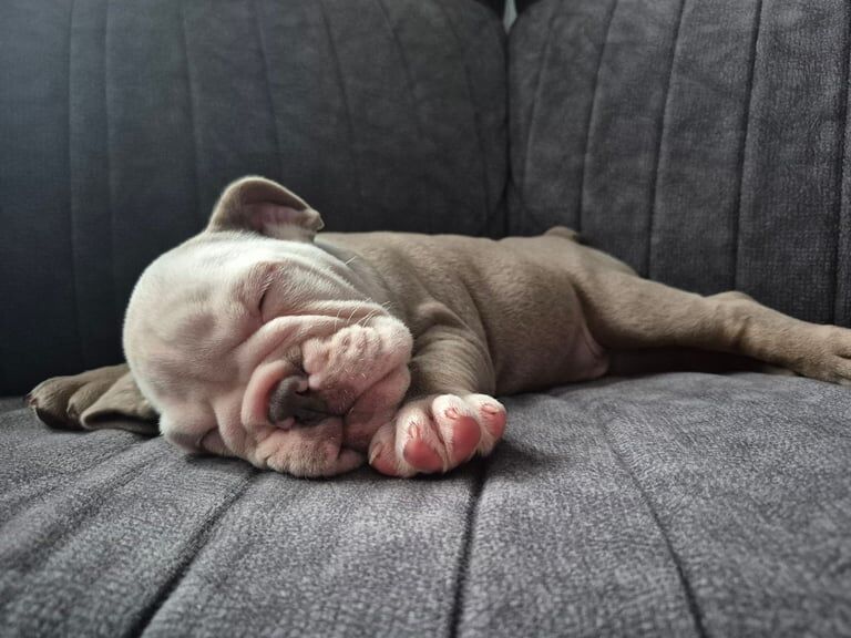 English Bulldog puppies for sale in Blackley, Greater Manchester – 8 weeks old - Image 3 of 3