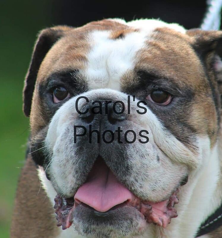 Male nearly 4 english bulldog for sale in Billericay, Essex