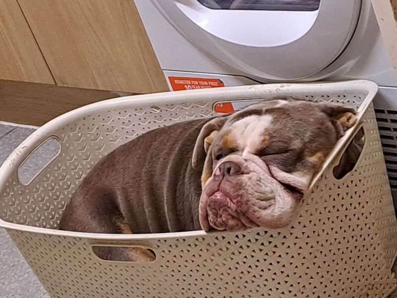 Male olde English bulldog for sale in Bozeat, Northamptonshire | Image 2