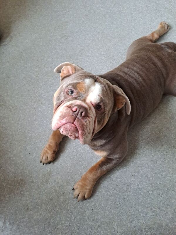 Male olde English bulldog for sale in Bozeat, Northamptonshire | Image 3