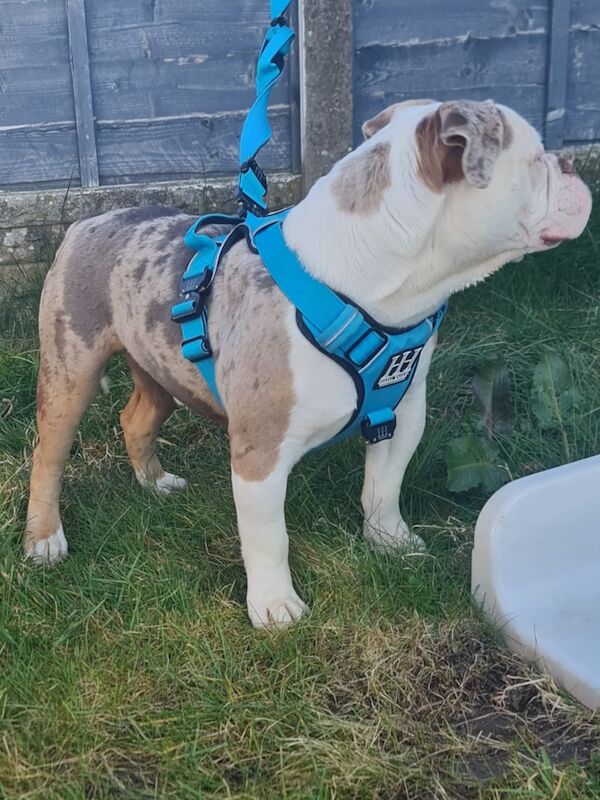 Male Olde English Bulldogge in Nottingham for sale in Nottingham, Nottinghamshire - Image 1