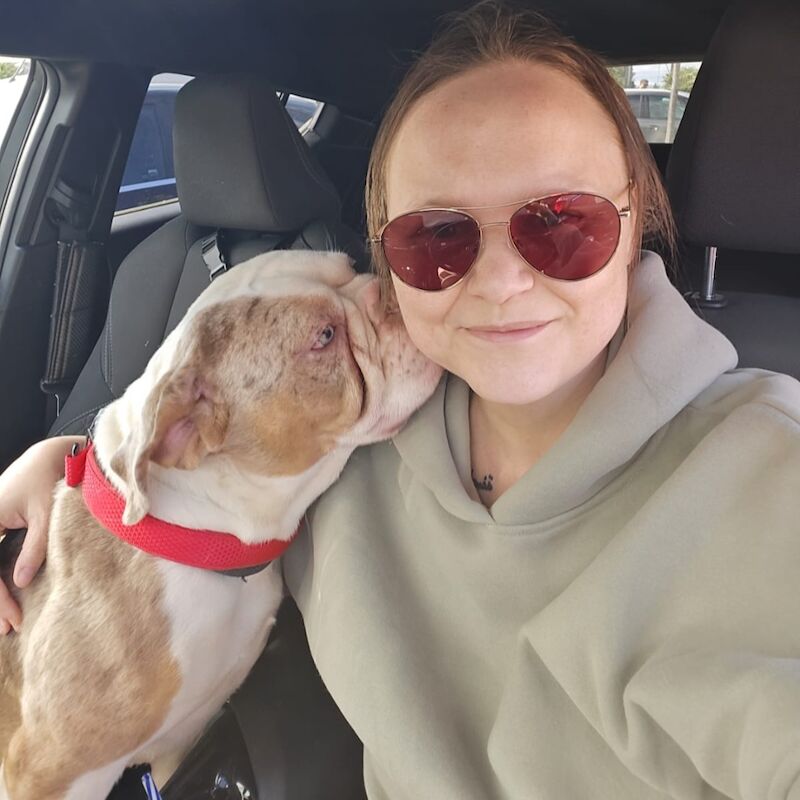 Male Olde English Bulldogge in Nottingham for sale in Nottingham, Nottinghamshire | Image 2