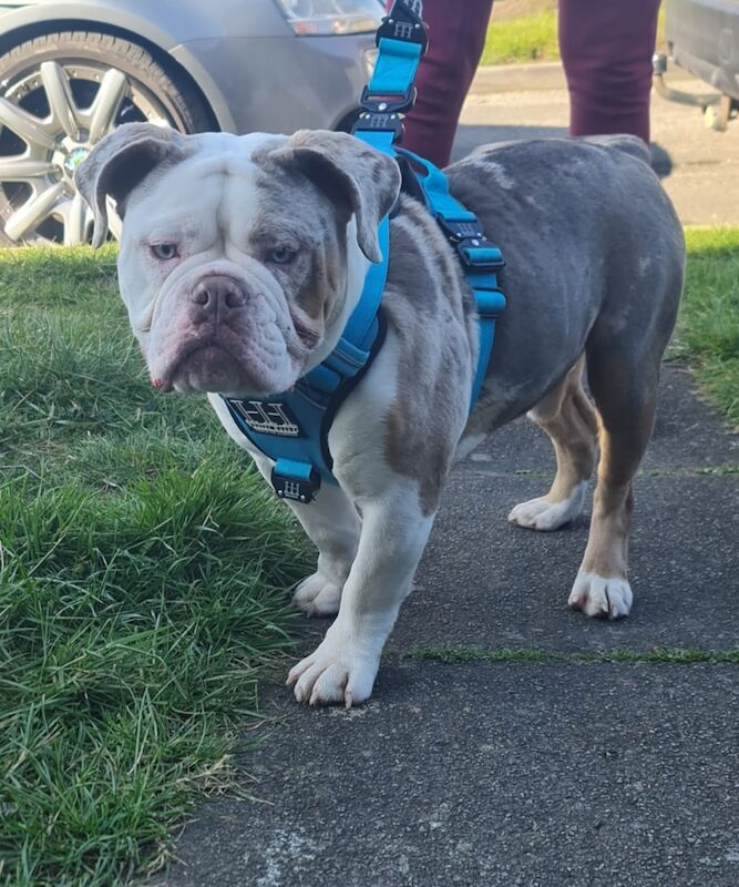 Male Olde English Bulldogge in Nottingham for sale in Nottingham, Nottinghamshire | Image 3