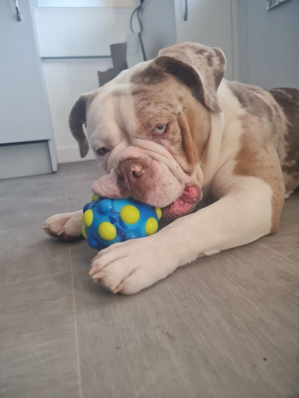 Male Olde English Bulldogge in Nottingham for sale in Nottingham, Nottinghamshire - Image 4