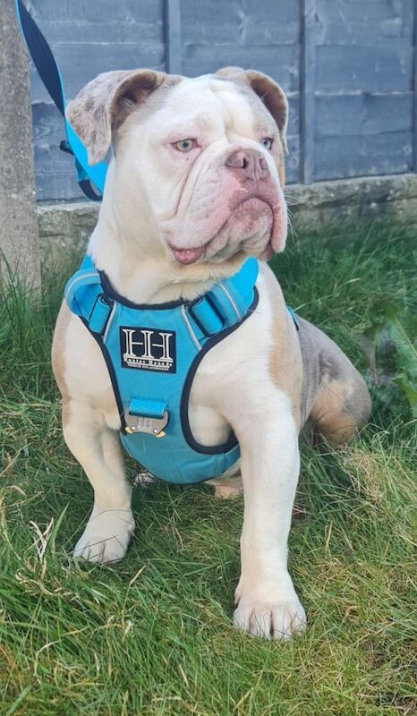 Male Olde English Bulldogge in Nottingham for sale in Nottingham, Nottinghamshire - Image 5