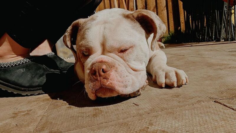 Male Olde English Bulldogge in Nottingham for sale in Nottingham, Nottinghamshire - Image 6