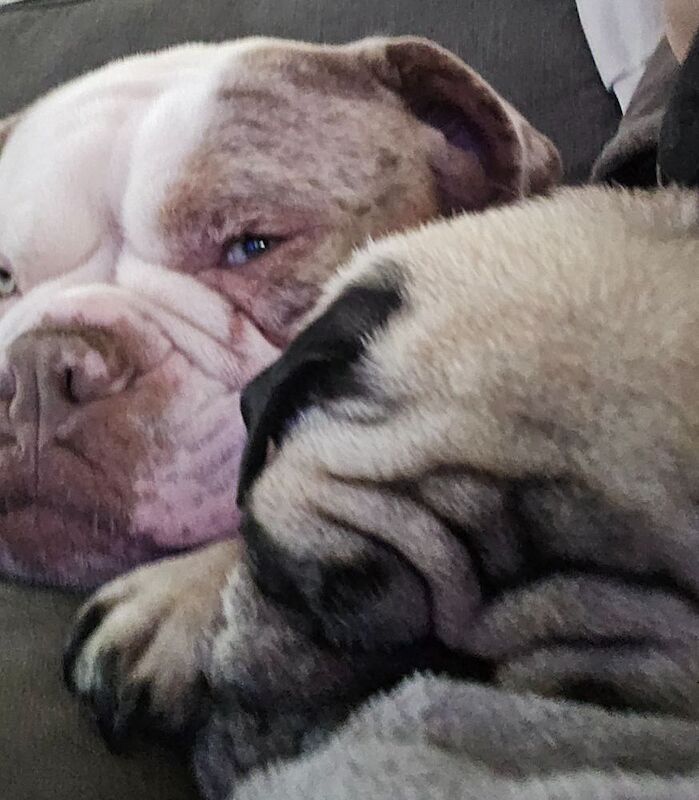 Male Olde English Bulldogge in Nottingham for sale in Nottingham, Nottinghamshire - Image 7