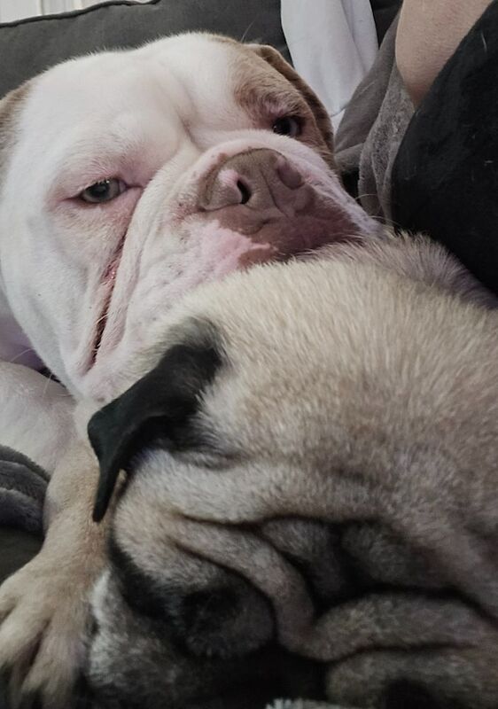Male Olde English Bulldogge in Nottingham for sale in Nottingham, Nottinghamshire - Image 8
