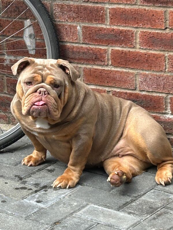 MATILDA ENGLISH BULLDOG for sale in Greater Manchester