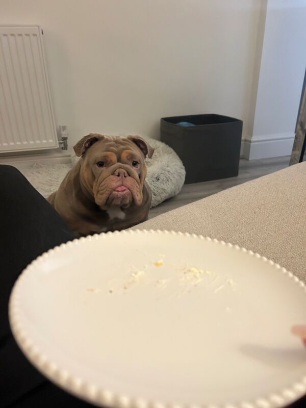 MATILDA ENGLISH BULLDOG for sale in Greater Manchester | Image 3
