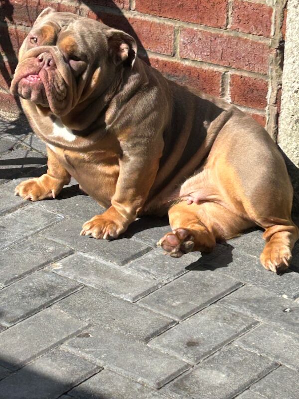 MATILDA ENGLISH BULLDOG for sale in Greater Manchester | Image 4