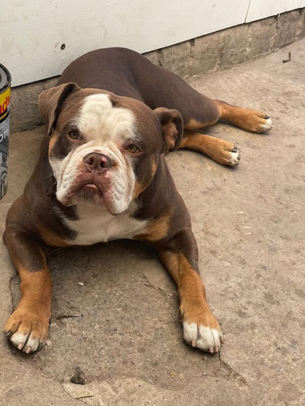 English Bulldog puppies for sale in Walsall, West Midlands – 6 hours old - Image 2 of 3