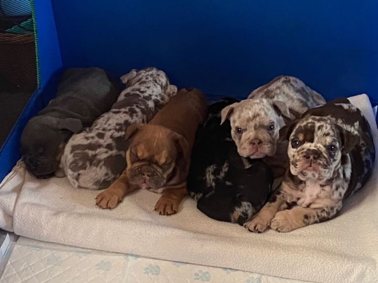 Merle Bulldog Puppies