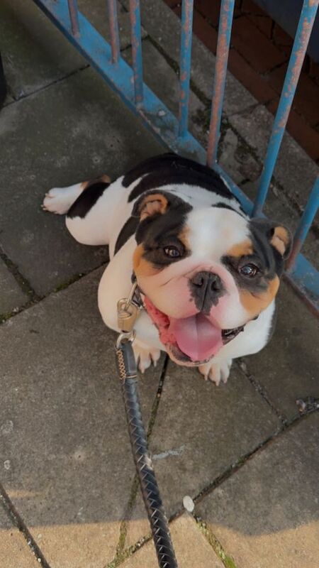 Miniature English bulldog