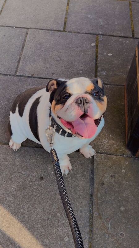 Miniature English bulldog - Image 2 of 4