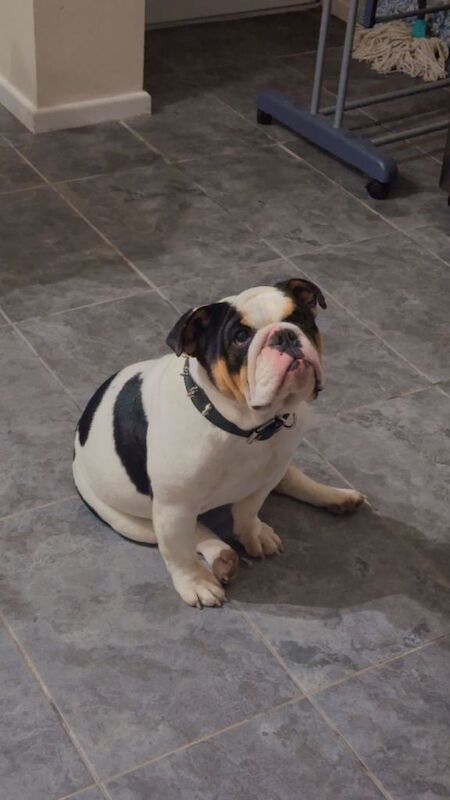 Miniature English bulldog - Image 3 of 4