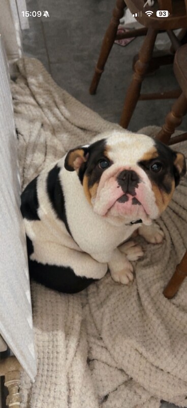 Miniature English bulldog - Image 4 of 4