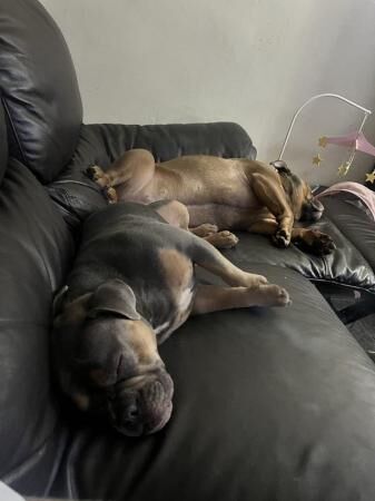 Mixed breed female dog 3 years old for sale in Swadlincote, Derbyshire