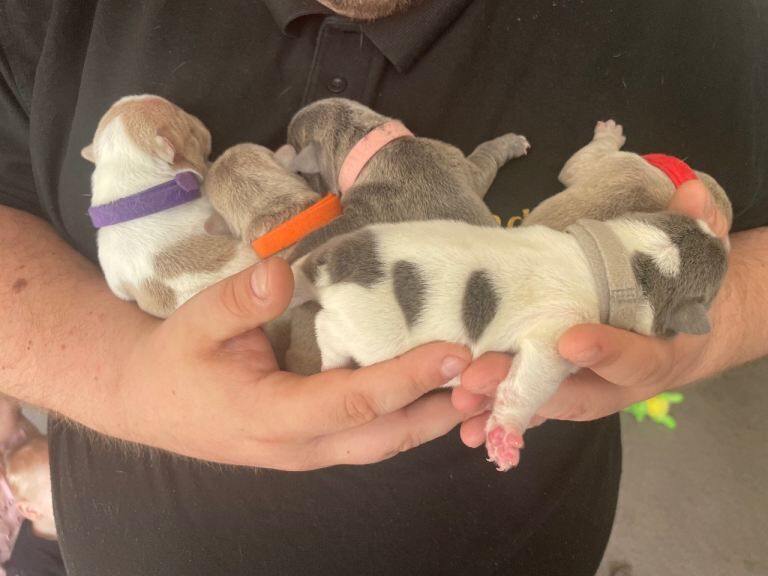 Mixed bully pups