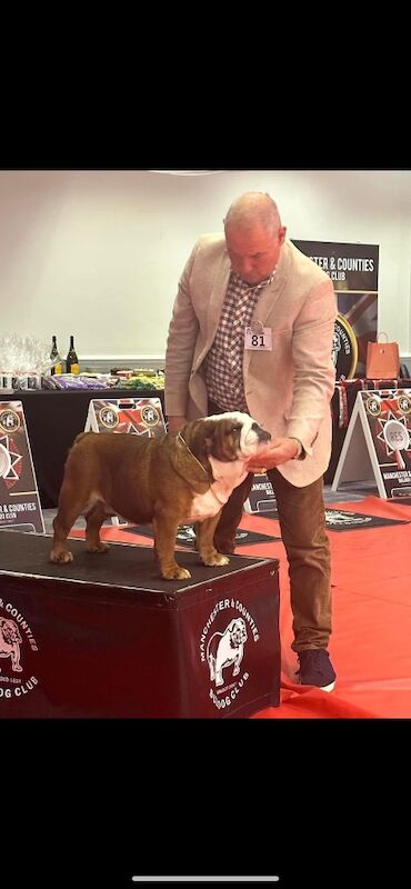 Muti champion rosebull his royal highness mystyle puppies for sale in Cardiff / Caerdydd, South Glamorgan